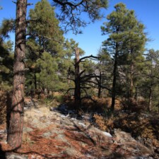 trees